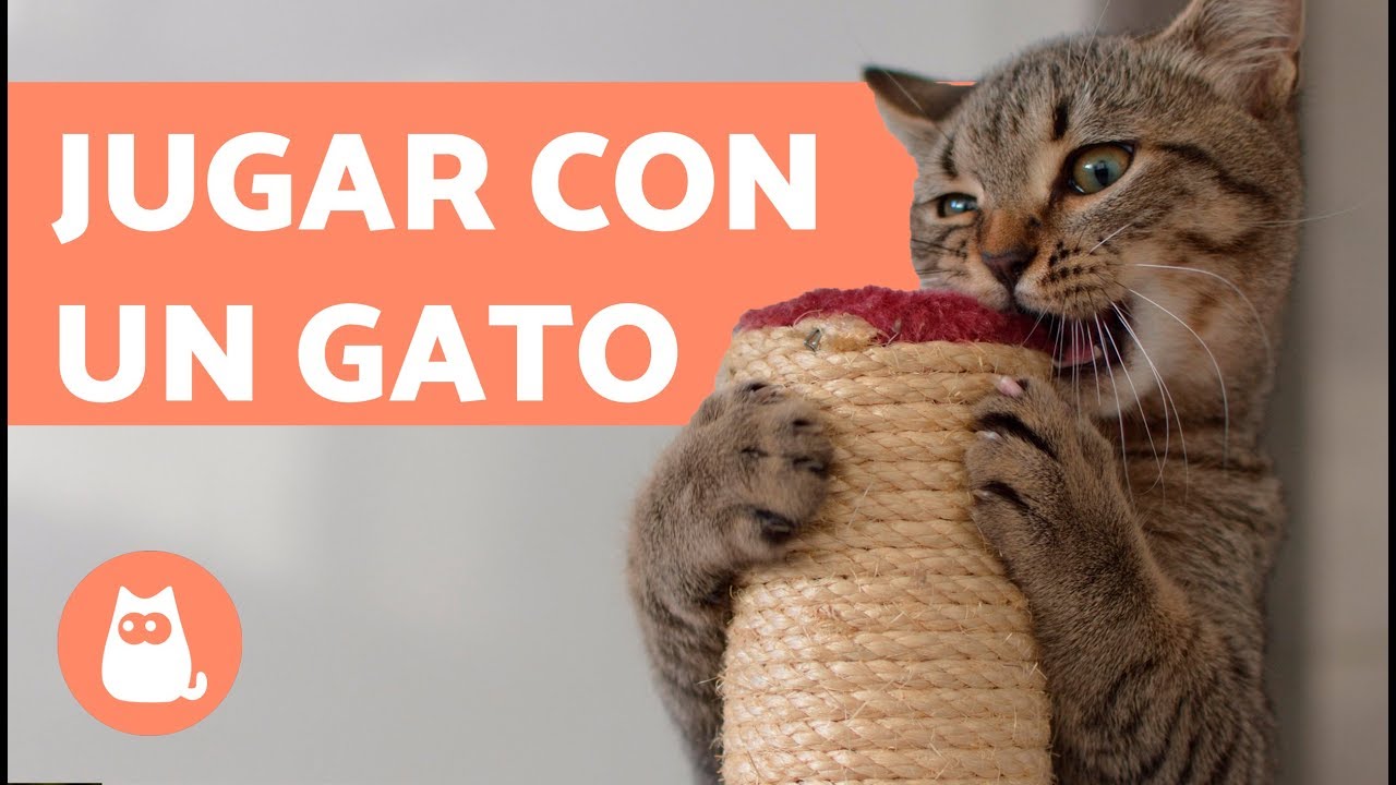 Cómo jugar con un gato 🐱 | Suara Foundation