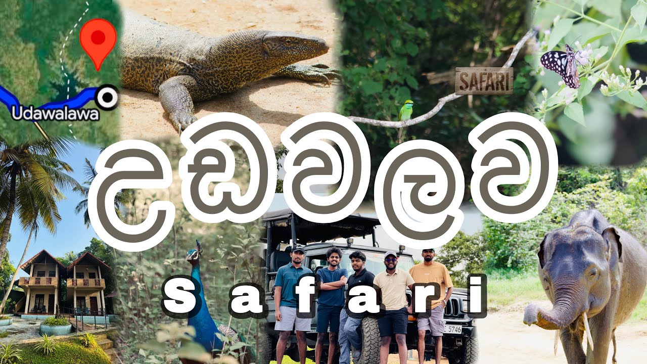 Vlog 02 | Udawalawa Safari 🐘🍃 #srilanka #udawalawa #safari #travel #life #subscribe #like #comment 