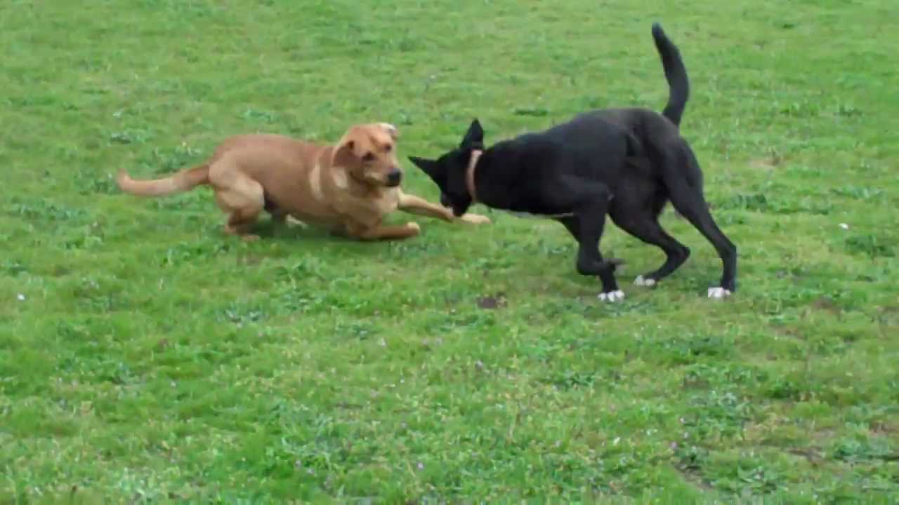 Karma(YuanYuan) and Koji playing