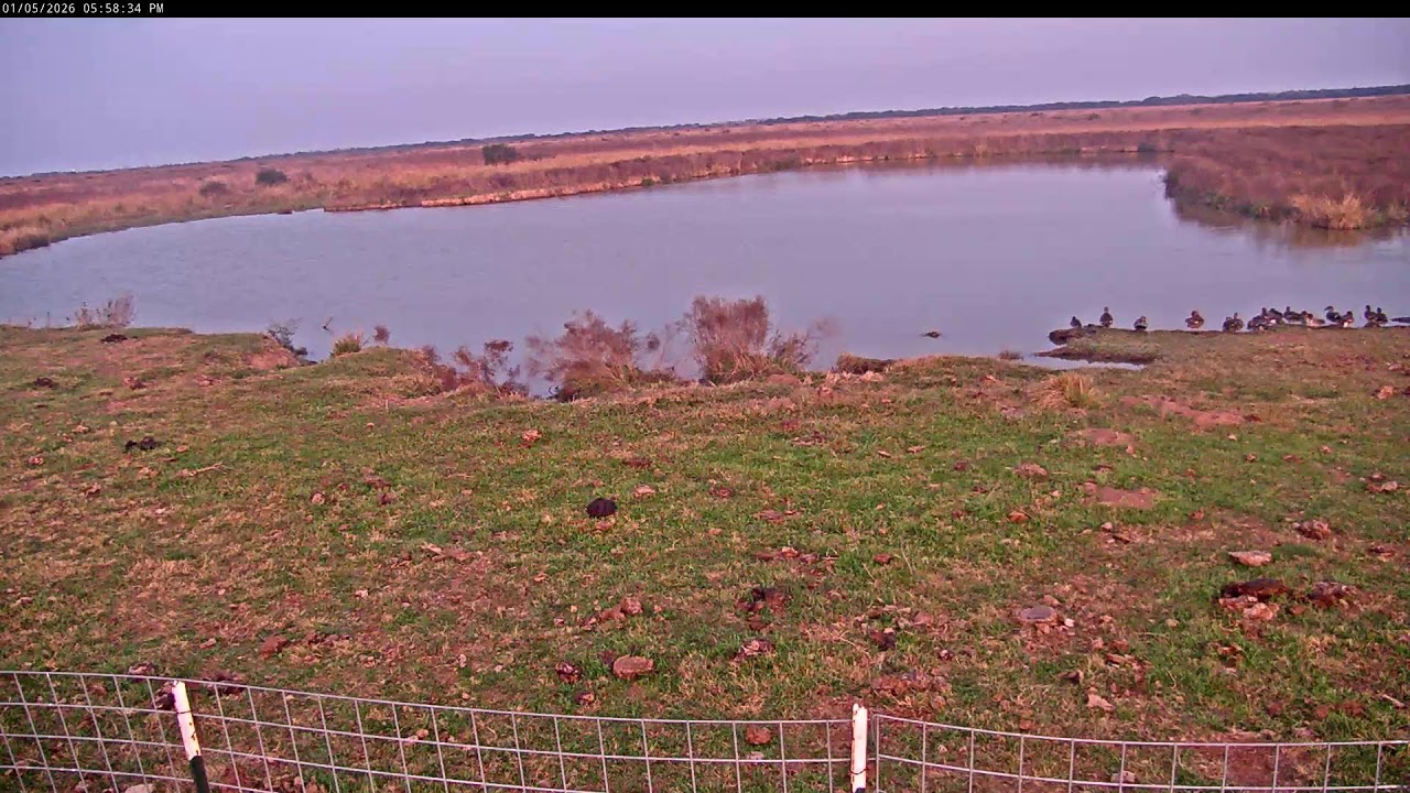 Attwater Prairie Chicken NWR Live Stream