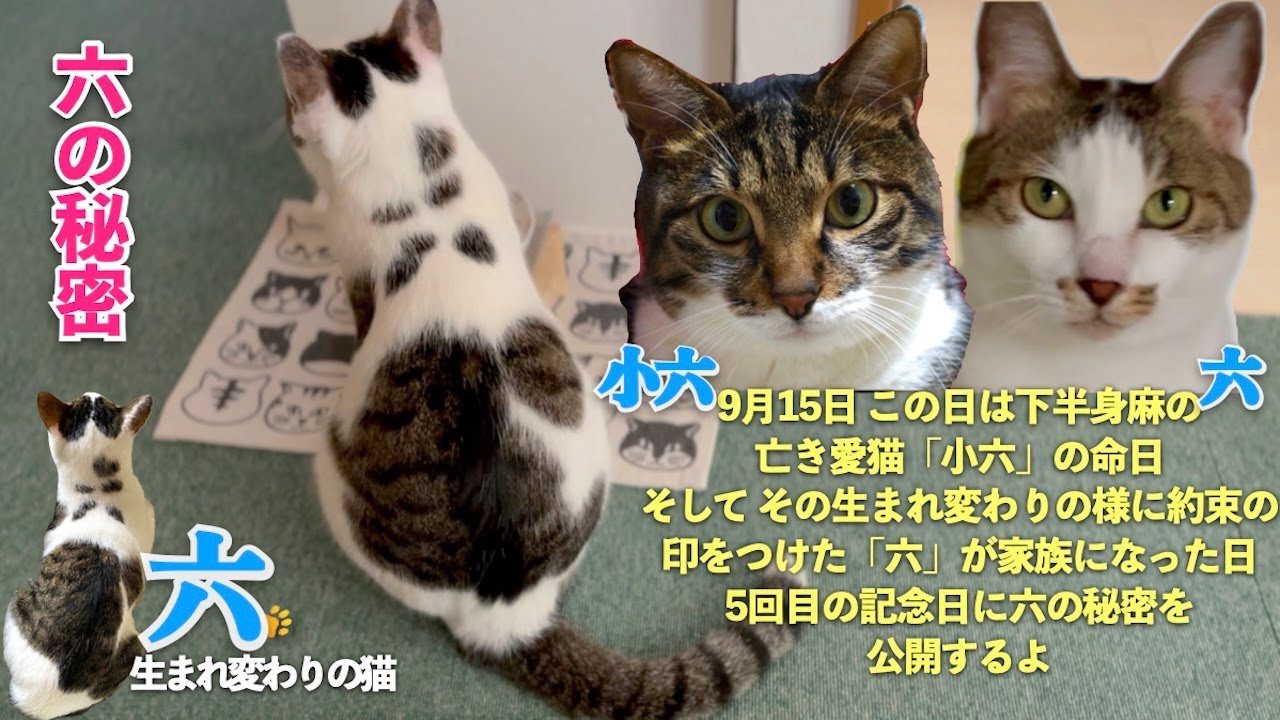 【六の秘密】今日は亡き愛猫「小六」の命日。そして生まれ変わりの様に約束の印を付けた猫「六」が家族になった日。5回目のこの日に六の秘密を大公開 | [生まれ変わりの猫] 六