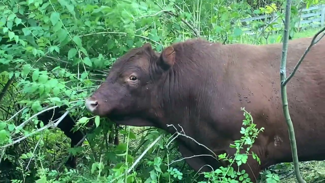 Red Devon Cattle Converting Honeysuckle into Beef and Fertilizer