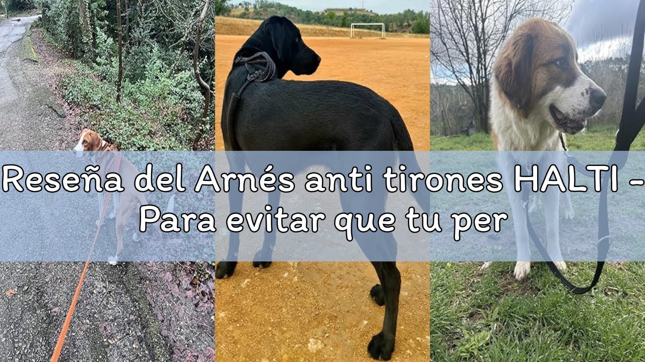 Reseña del Arnés anti tirones HALTI - Para evitar que tu perro tire de la correa, Ajustable, Ligero
