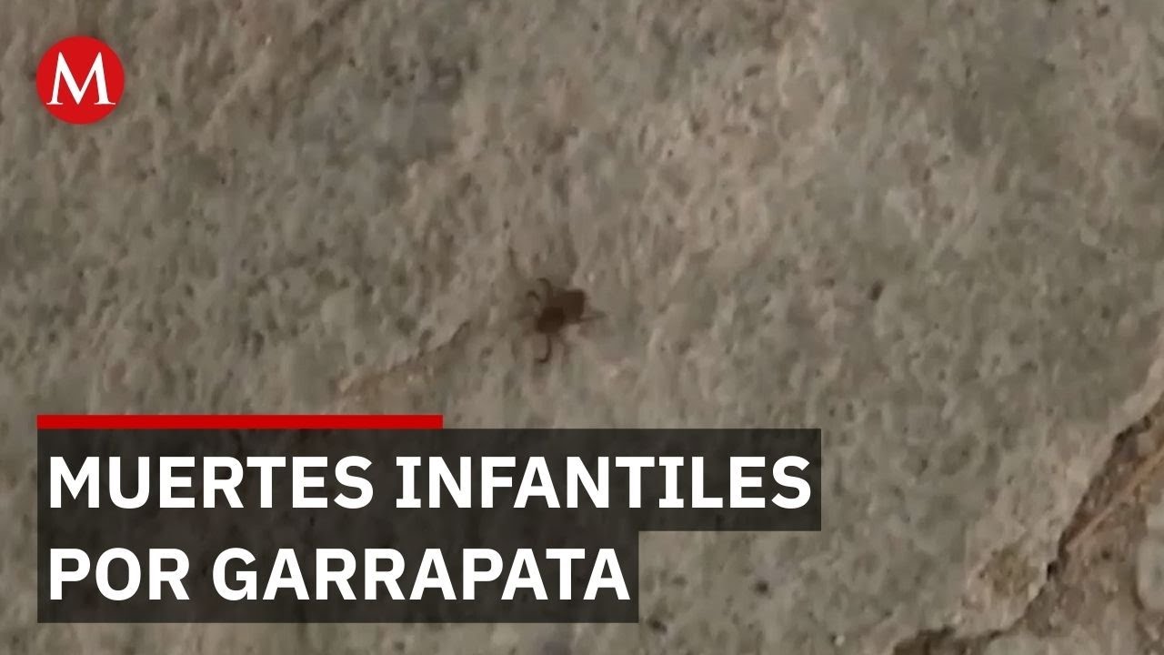 Alerta en Coahuila por muertes infantiles ligadas a mordeduras de garrapata