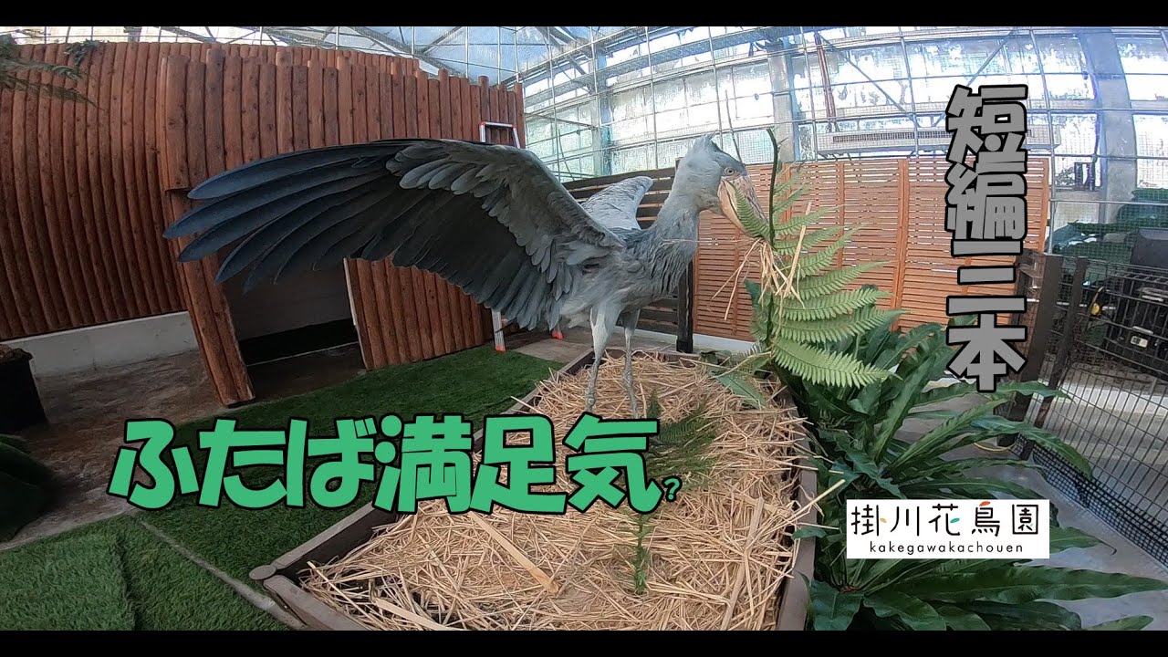 【掛川花鳥園公式】自由気ままなハシビロコウ「ふたば」短編3本