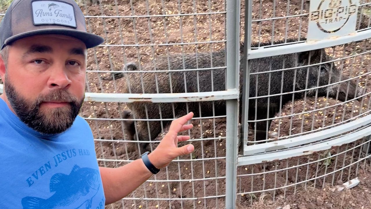 It Took Weeks to Catch This Boar Hog!