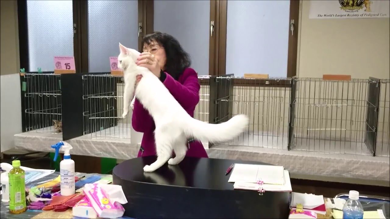 Amber-Eyed White Turkish Angora 5 months Nyanko Yokohama