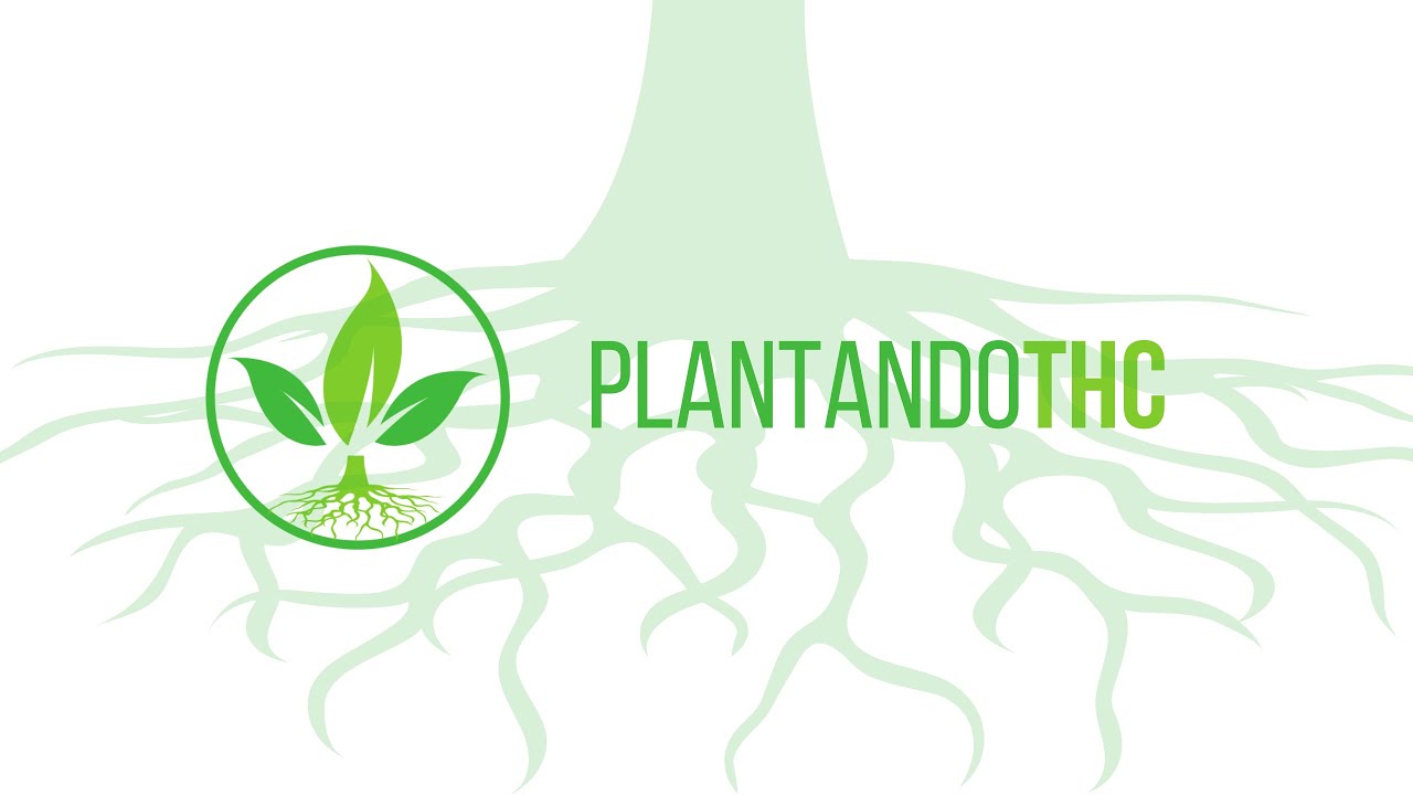 Semente de prensado 45 DIAS de vegeta&ccedil;&atilde;o - Fertilizante Flowermind