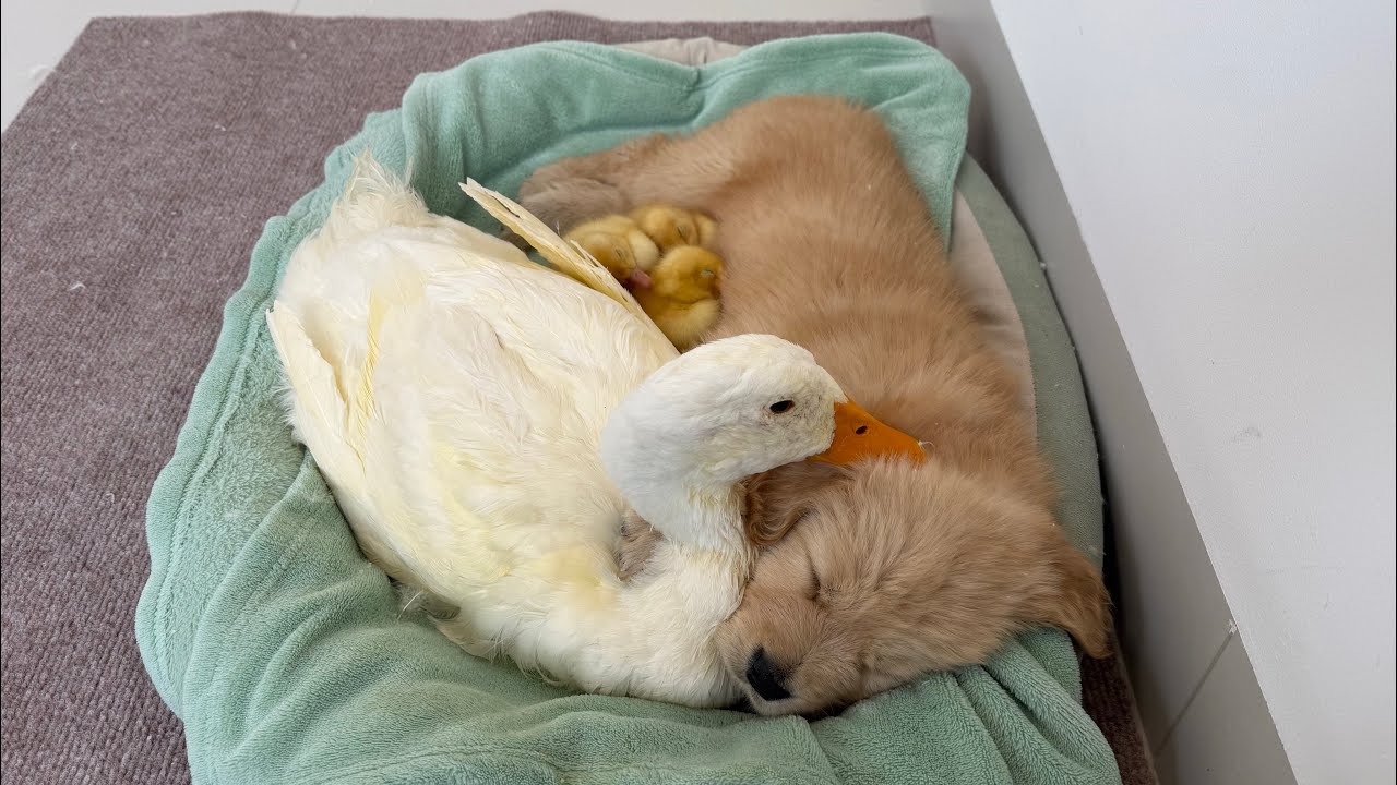 The golden retriever puppy stole the duckling.How did the mother duck react? It's so funny and cute
