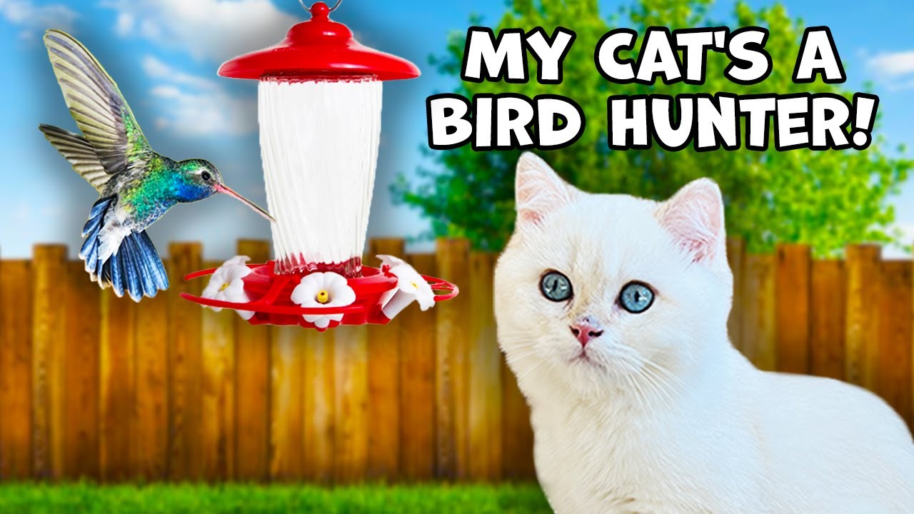Cat Loves Hunting Hummingbirds!