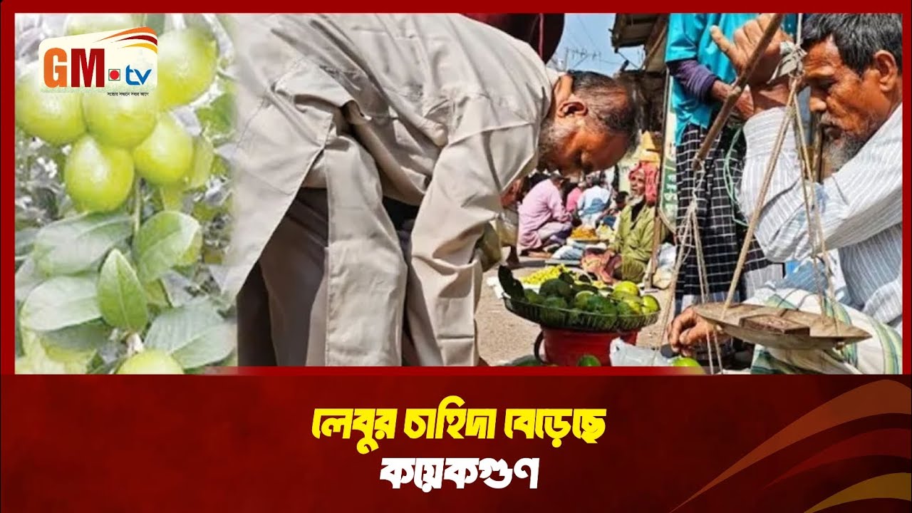 নেই বৃষ্টি, নেই ফলন চাহিদার চাপে চড়া হচ্ছে লেবুর দাম | TANGAIL LEMON|| GM Television
