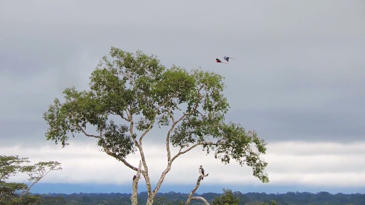 Scarlet Macaws Flying over the Harpy Eagle - Birding Tours in Peru - Tambopata - Wild Watch Peru