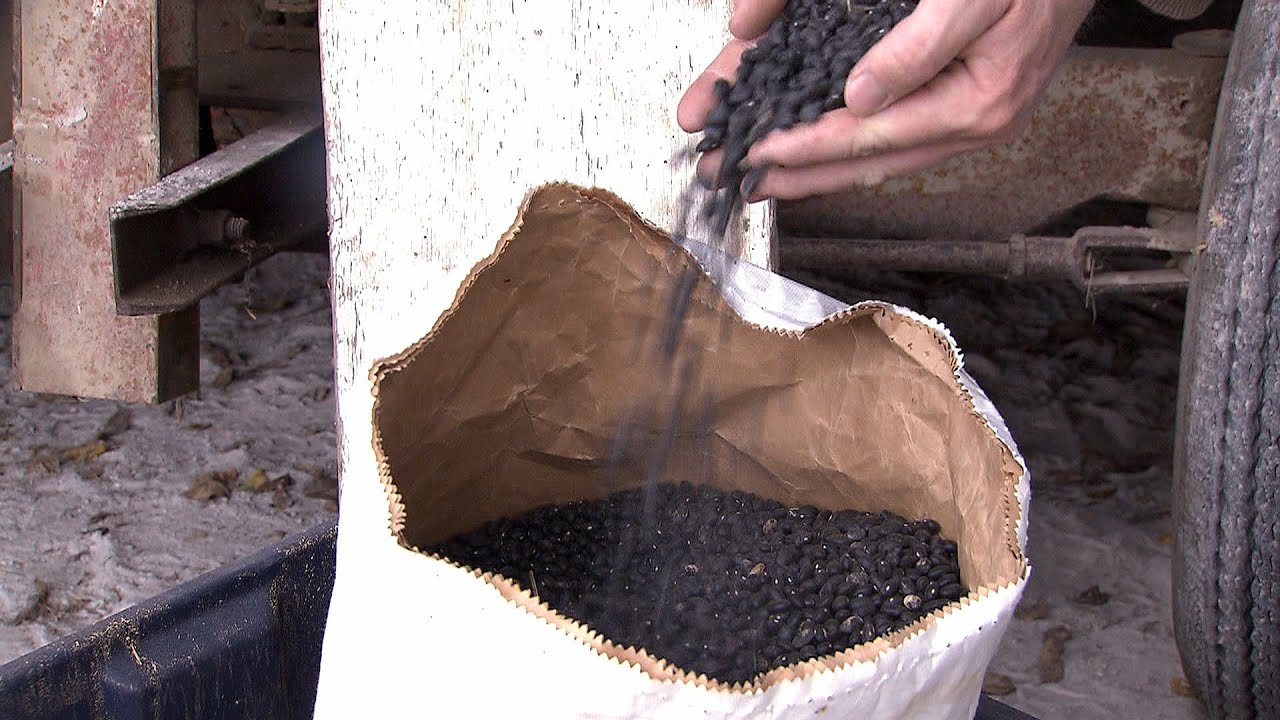 Growing Black Beans