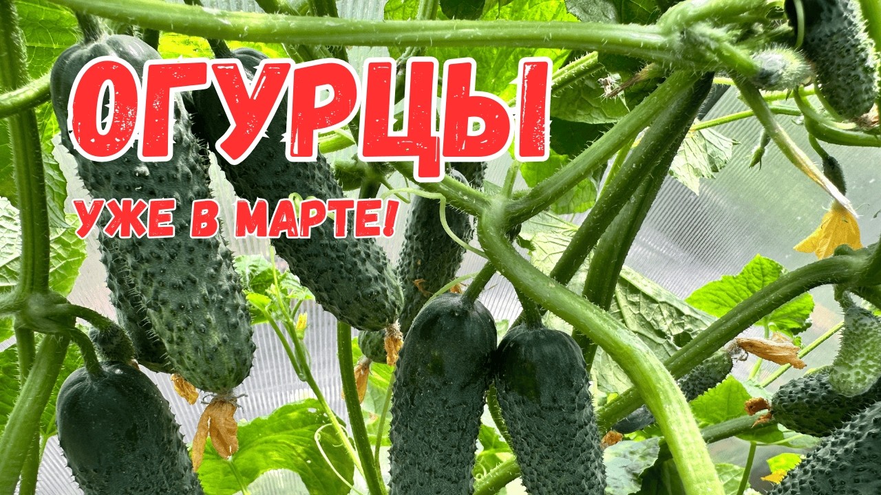Огурцы собираем уже в марте — простая фишка, которая даёт отличный результат!