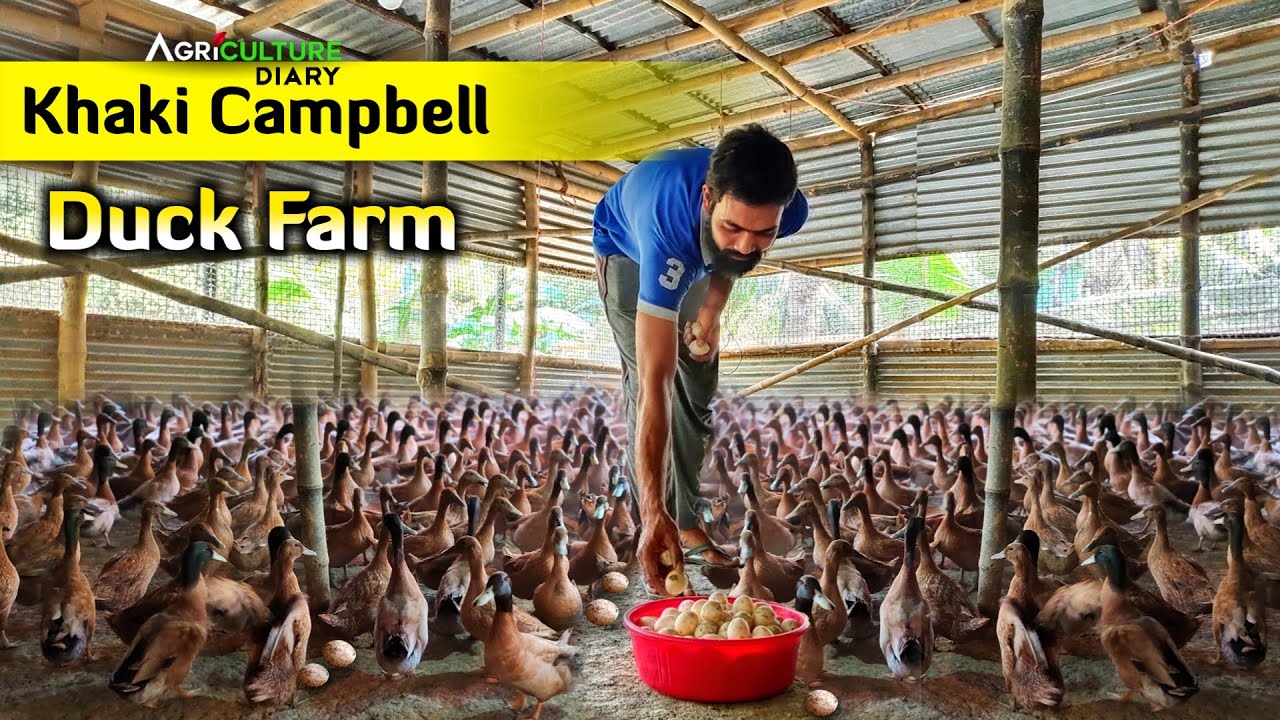 Khaki Campbell Duck Farm | আবদ্ধ পদ্ধতিতে 200 হাঁসের খামার | duck farming
