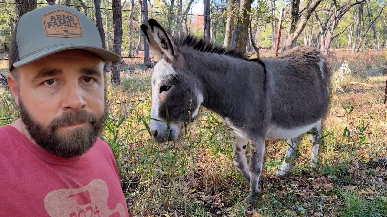 Shocking New Donkey Pasture!