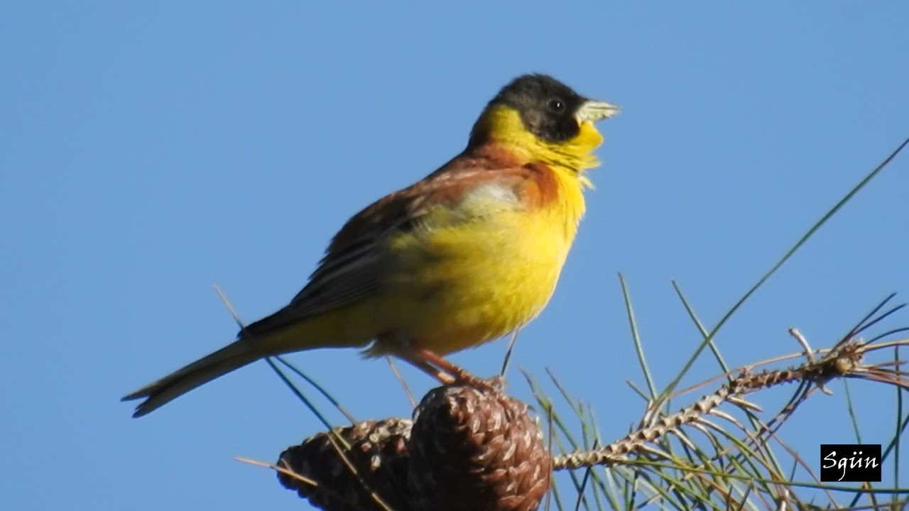 karabaşlı kirazkuşu / Black-headed Bunting / Emberiza melanocephala