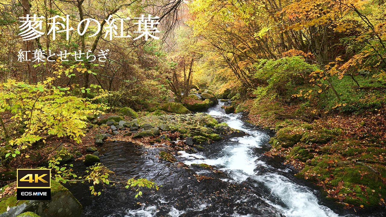 4K + 自然環境音  /  長野県　美しい紅葉の蓼科　紅葉とせせらぎ　蓼科大滝