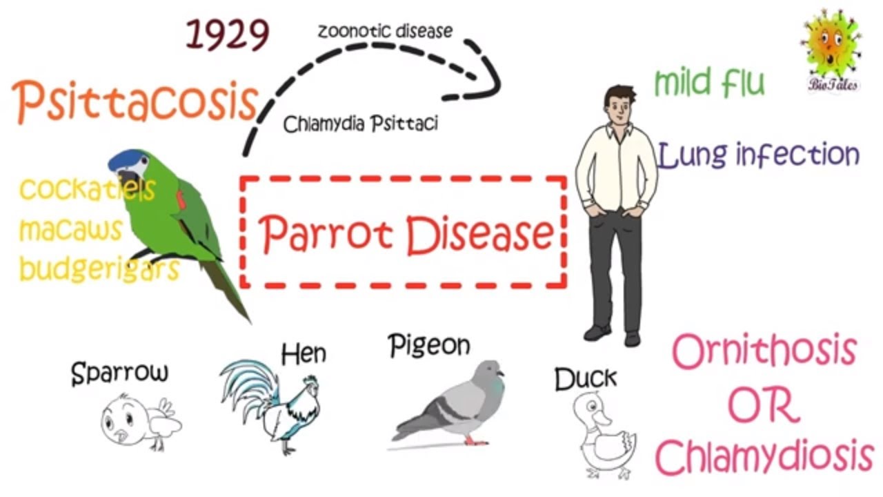 Parrot Disease (Psittacosis) : Symptoms, Treatment and Prevention