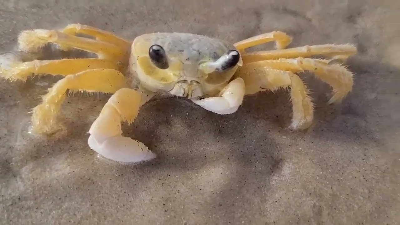 03JUN23 Baia dos golfinhos Brasil