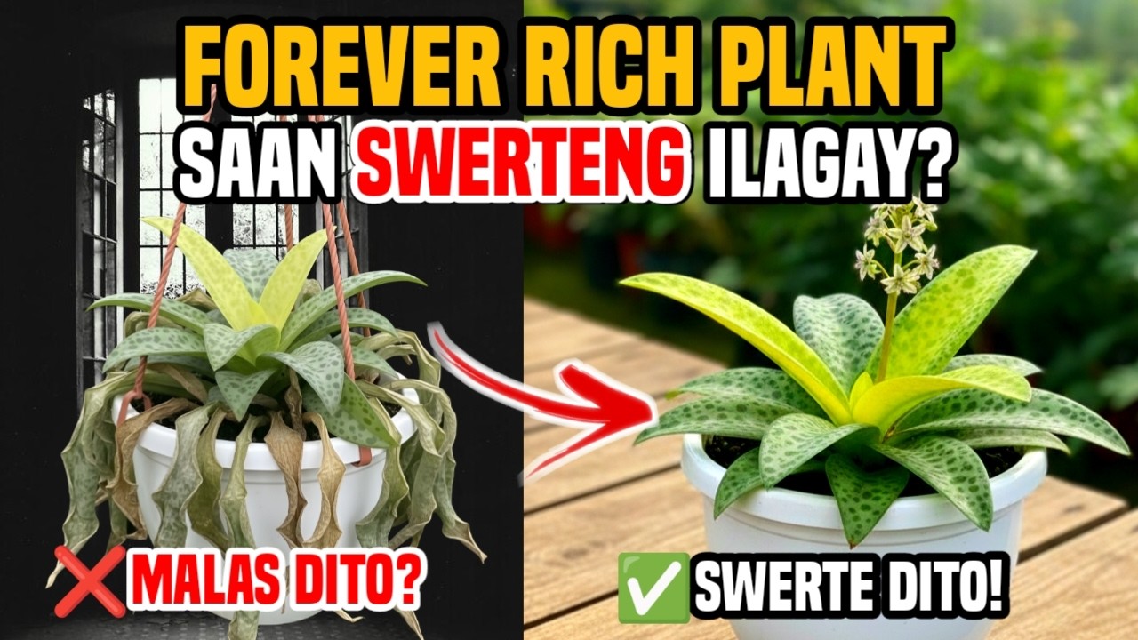 FOREVER RICH PLANT: SAAN SWERTE ILAGAY? (HUWAG ITONG GAGAWIN KUNG AYAW MONG MALASIN)