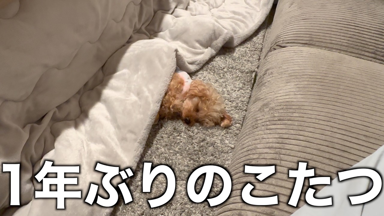 1年ぶりにこたつを出したら、人間の赤ちゃんみたいになったトイプードル