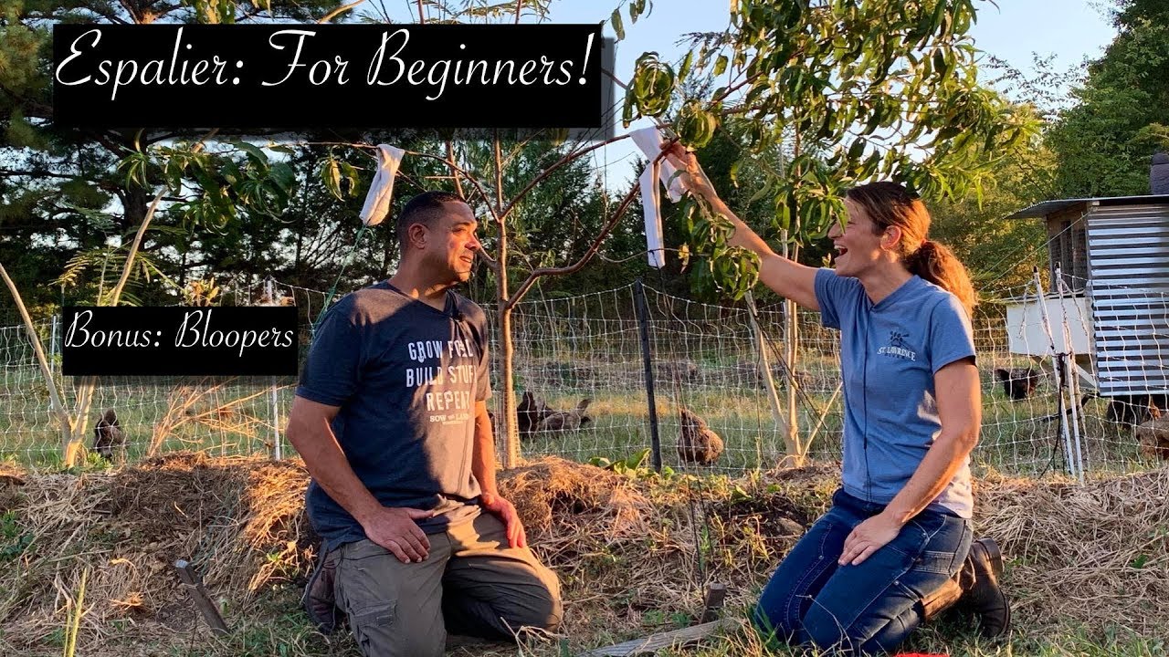 Training Fruit Trees (Espalier) For More Production! Plus Knot Tying