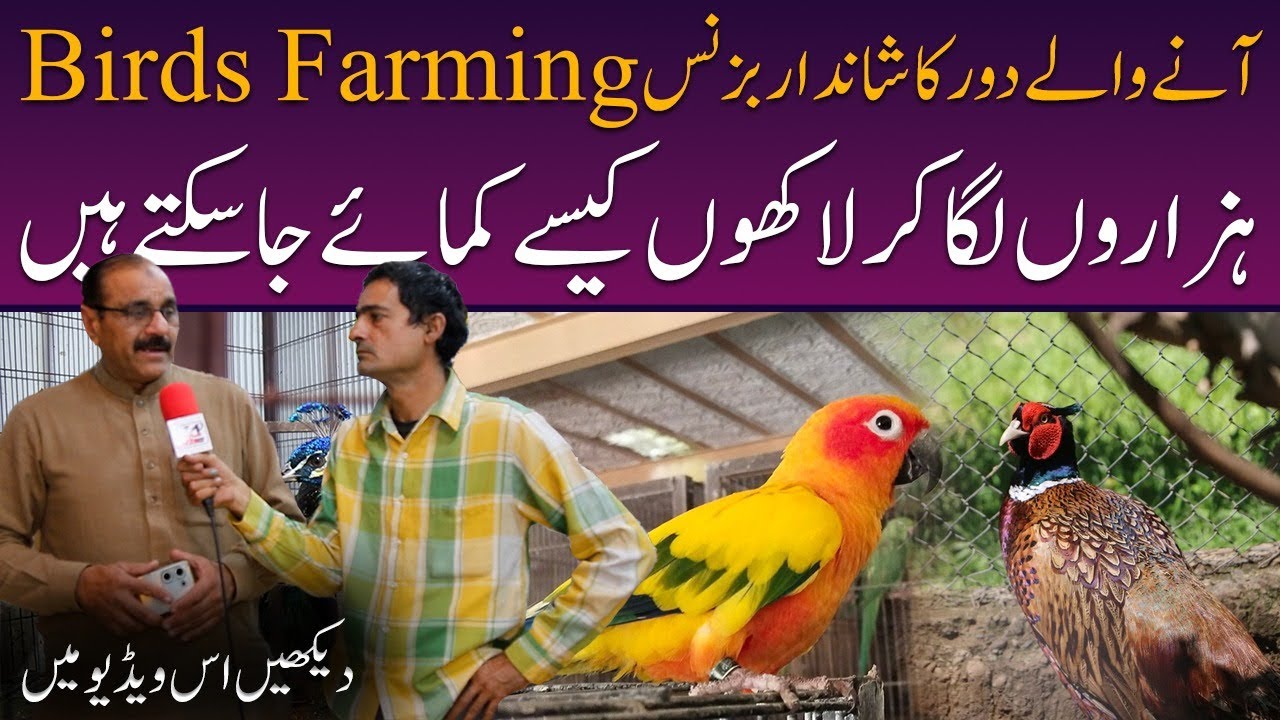 Profitable Bird Farming Business | Visit Bird Paradise – A Complete Bird Shop Tour