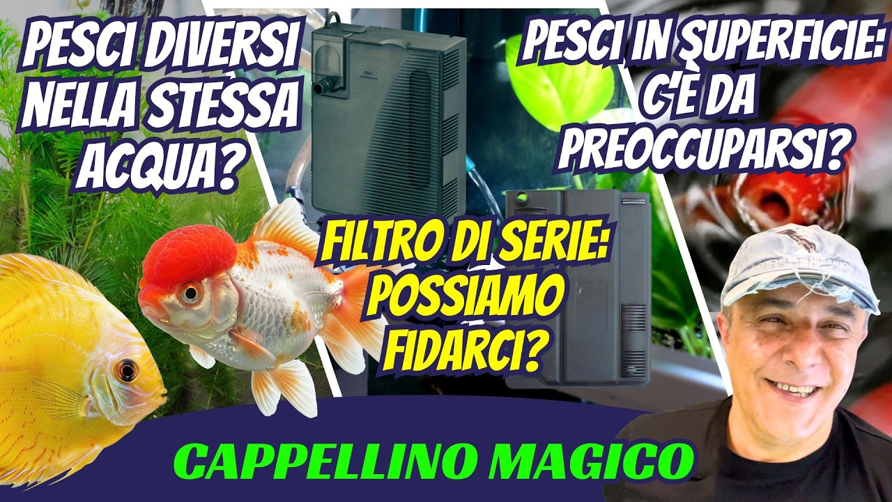 Mischiare Pesci di Acque Diverse? Filtro di serie è sicuro? Pesci in superficie segnale di pericolo?