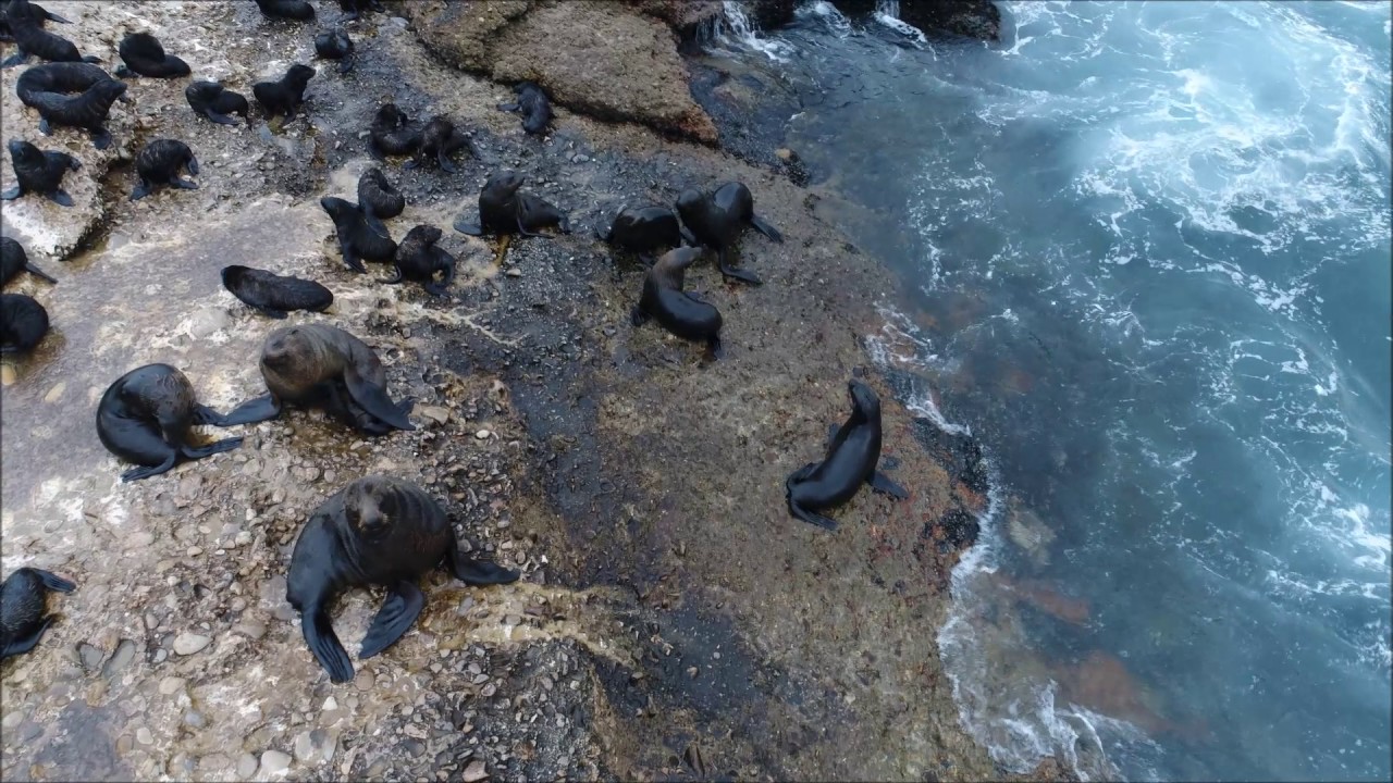 Seal Island Mosselbay