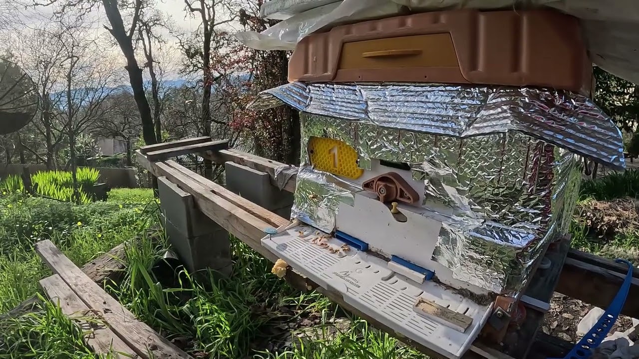NEW YEARS EVE NO RAIN #honey #beekeeper #beehive #varroa #apimaye #beesting