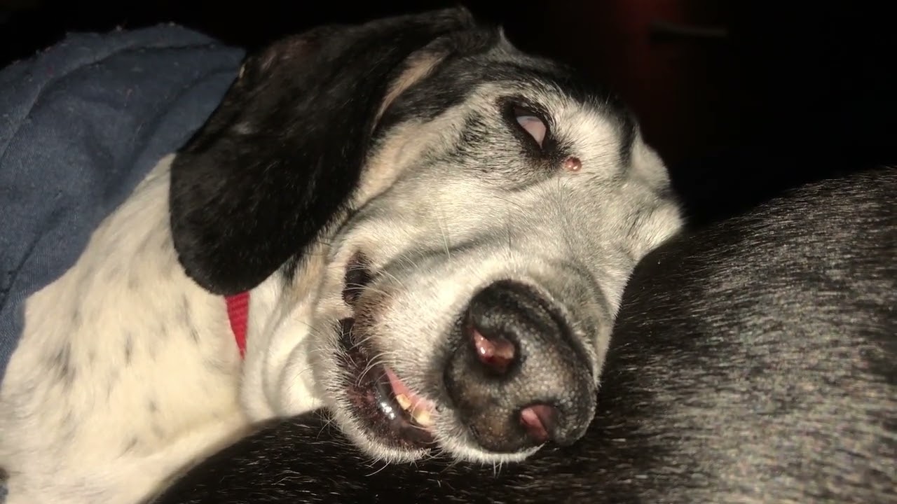 Smokey and Bandit Snore and Eat ASMR chewing sleeping cuddly devils