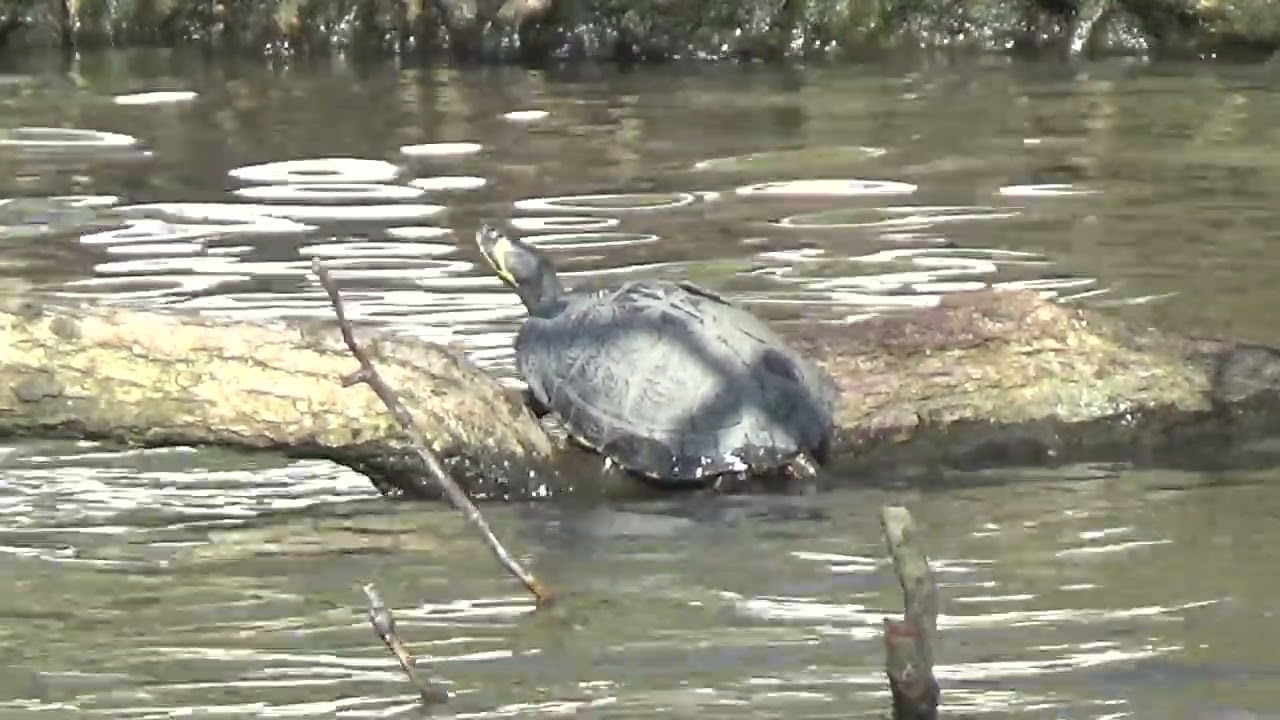 Loving The Early Spring Sun #terrapins #terrapin #turtle #turtles #reptiles #reptile #wildanimals