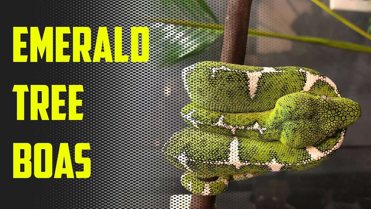 Episode 43 - 25 Minutes of Emerald Tree Boa Bliss!!!