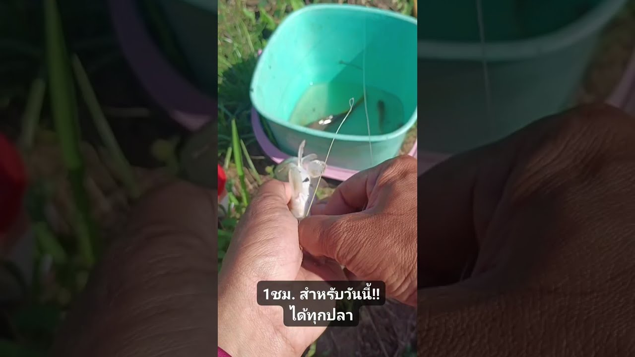 ตกปลากด เวลา 1ชม. ได้ทุกปลา...🐟😊 #หมานของใหญ่