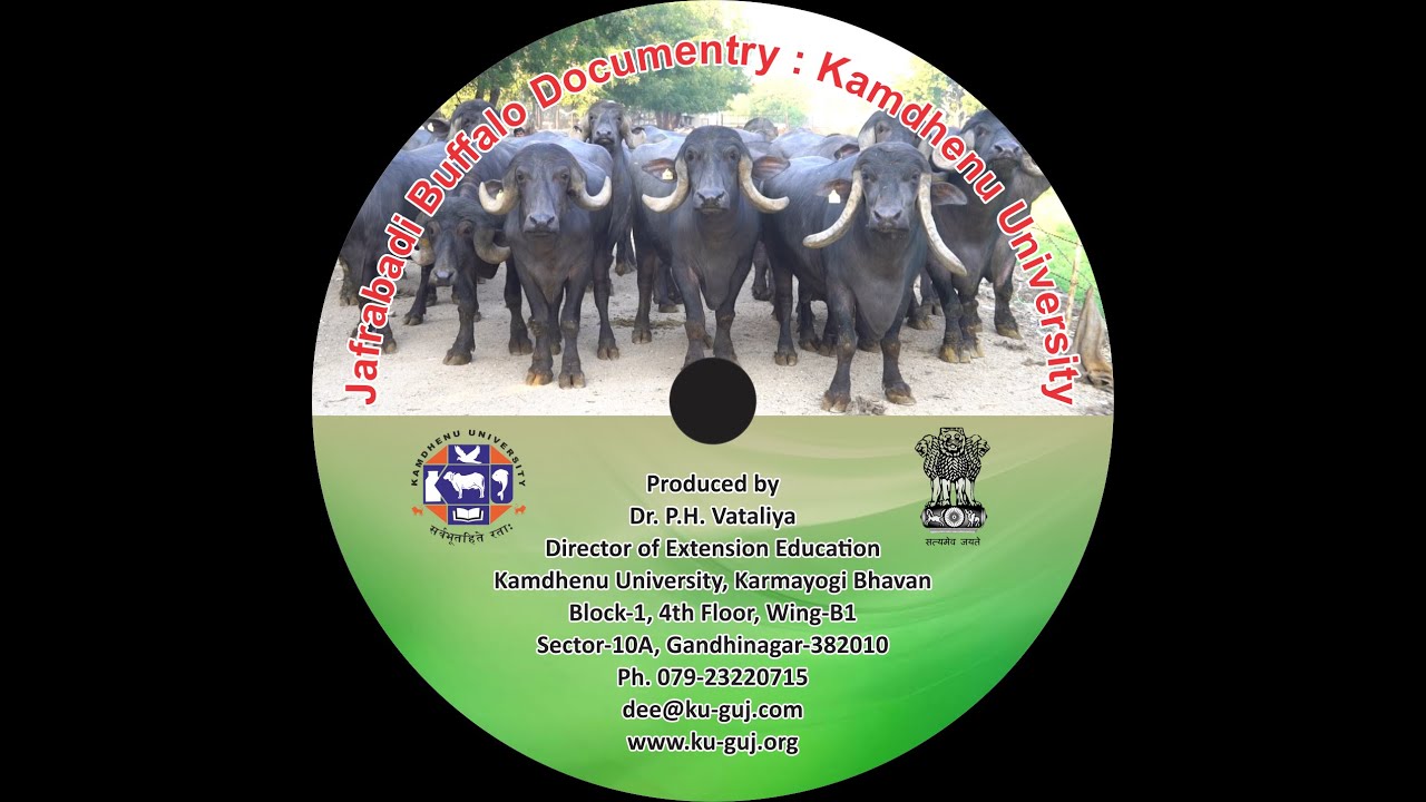 Jafarabadi Buffalo Documentary - Kamdhenu University