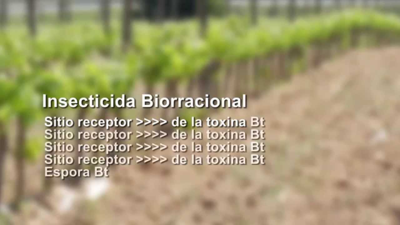 Descubre la verdad sobre los Bacillus thuringiensis - I Parte