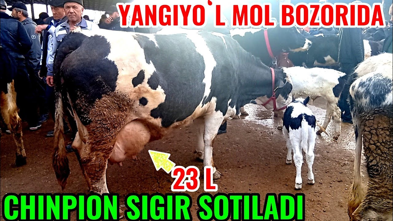 YANGIYOʻL MOL BOZORIDA ONA -BOLA SIGIRLAR NARXLARI BILAN TANISHAMIZ 🐄🐄🐄🐄🐄