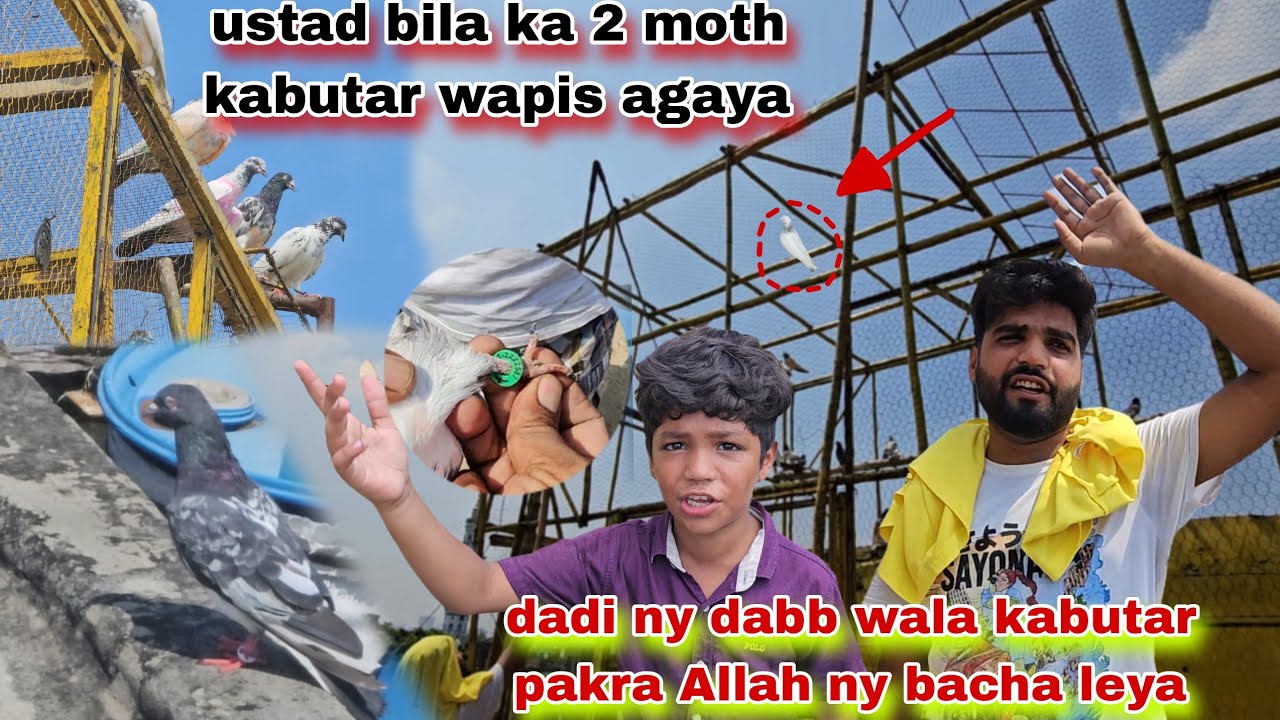 Ustad bila 2 month bd kabutar wapis agay😍dadi ny joro wala kabutar pakra apni Jan par khel kr