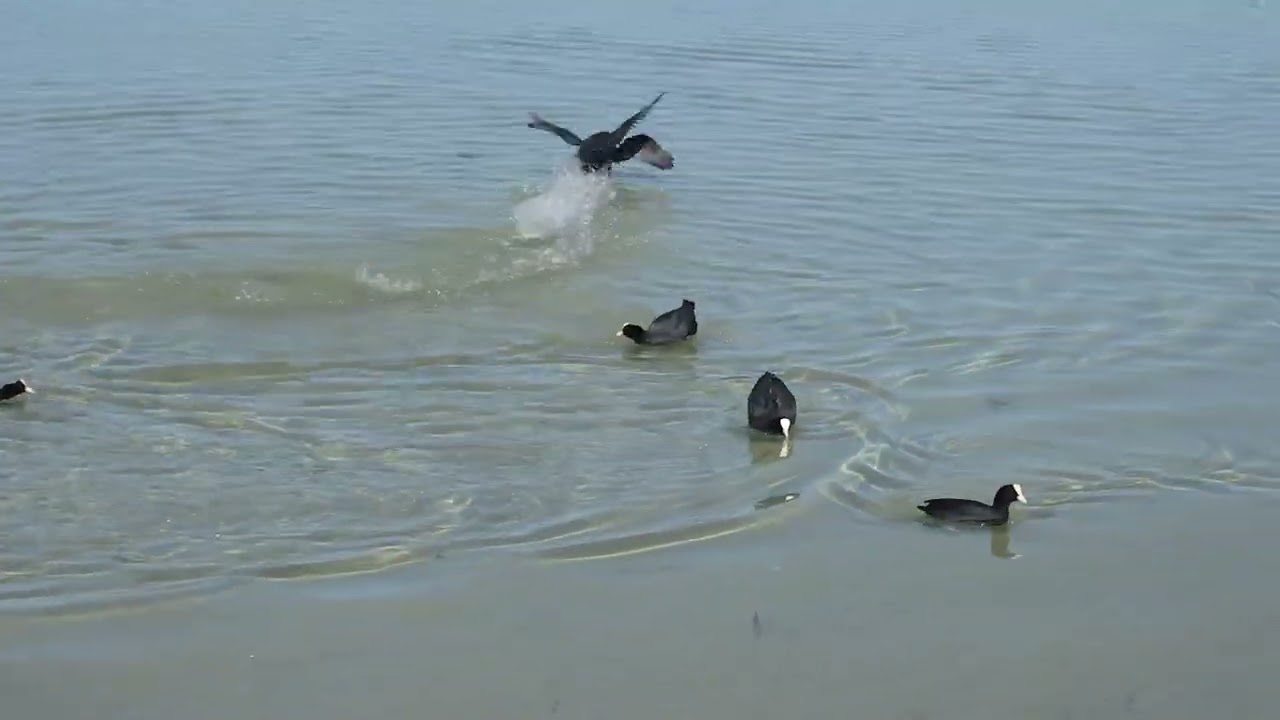 Frühlingsgefühle bei den Blässhühnern - Eurasian coots feeling the spring
