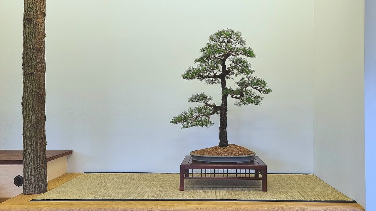 sosna pospolita- bonsai od siewki