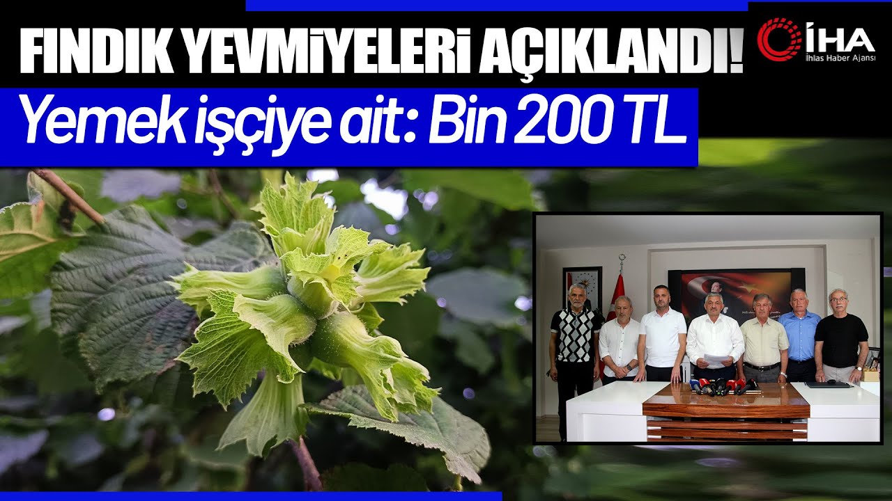 Ordu'da fındık toplama işçi ücreti bin 200 TL olarak belirlendi