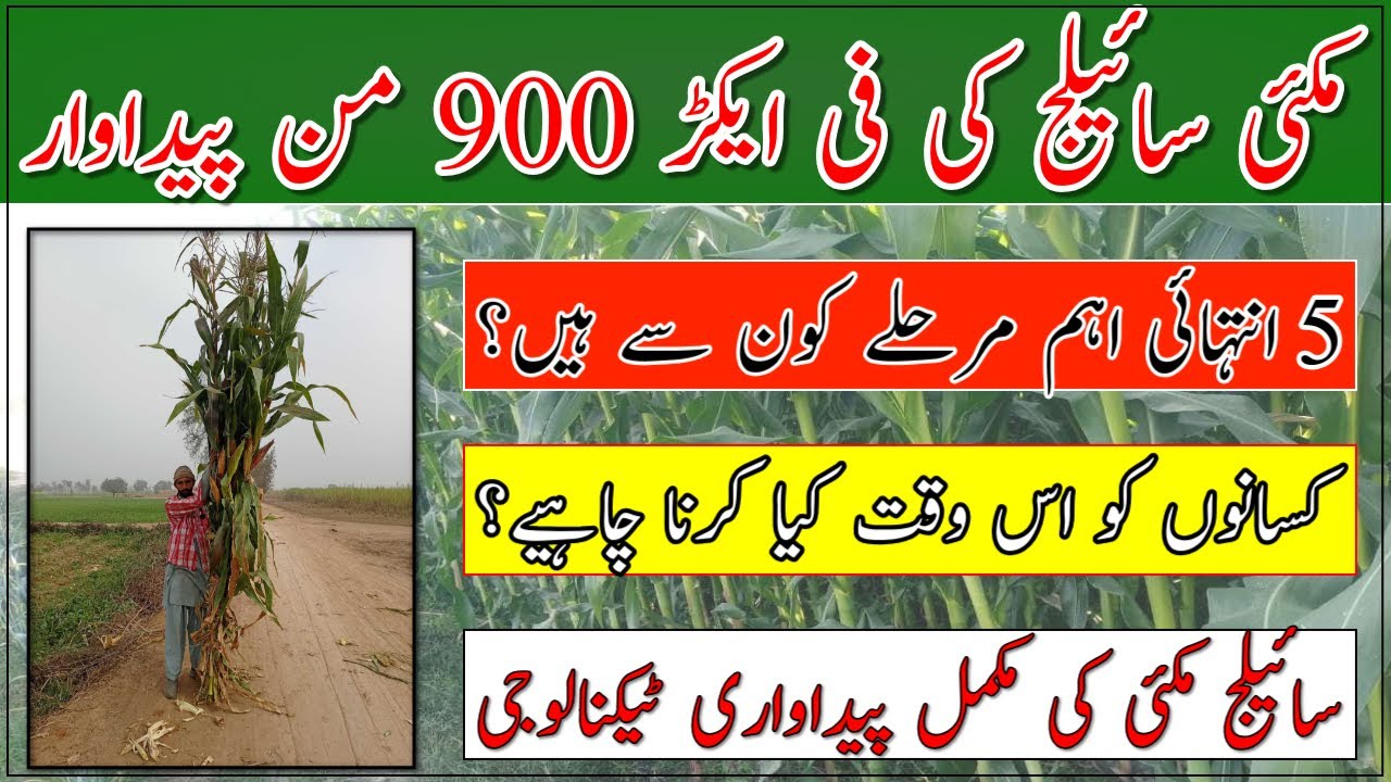Silage maize cultivation technology| How to get 800 mound silage per acre| Best silage seed variety