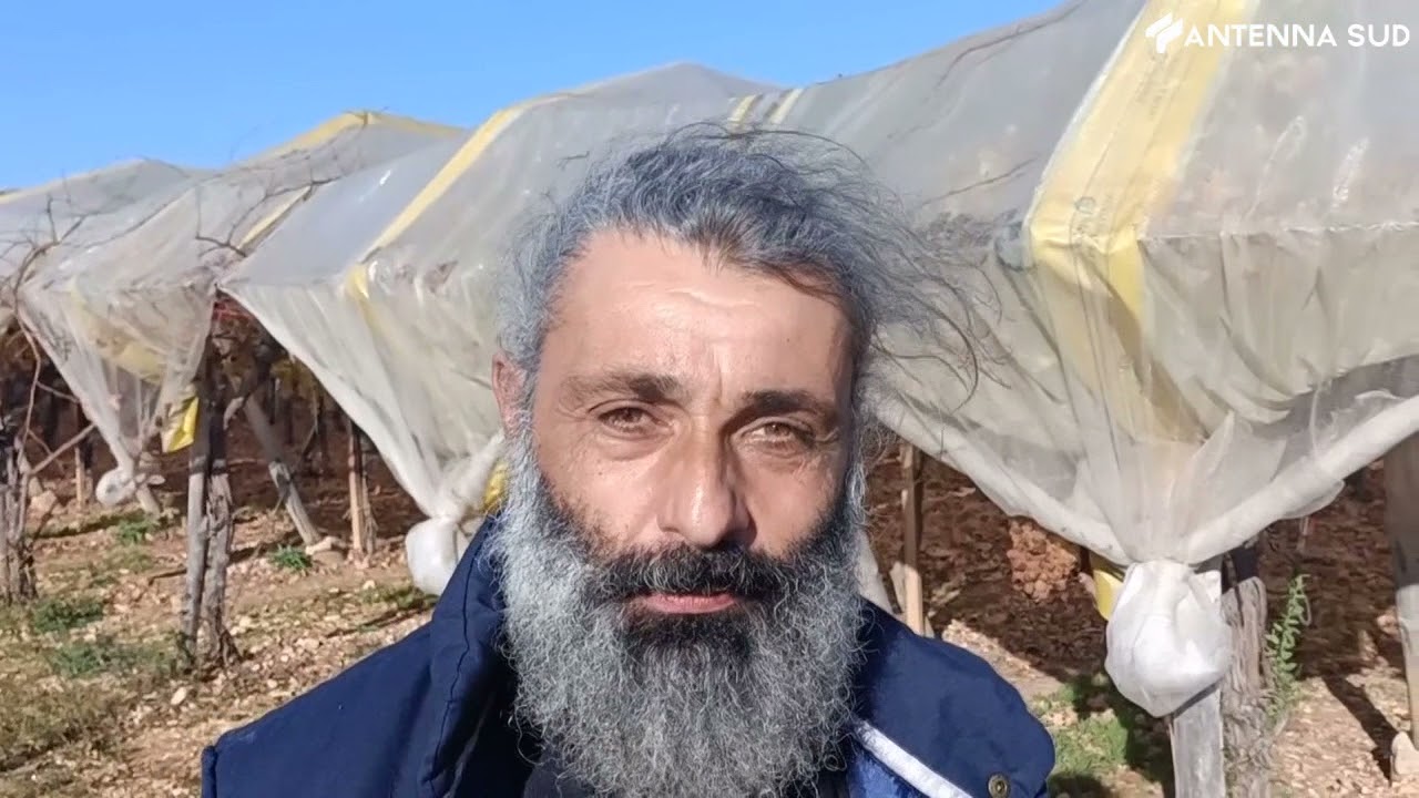 5 gennaio 2022 - Rutigliano: uva invenduta, produttori disperati