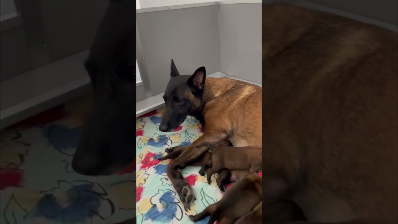 Dog Father Surprised with His Puppies after Seeing Them for the First Time