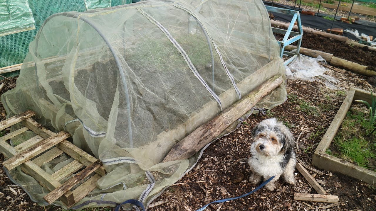 How To Grow Carrots Direct Sowing Carrot Seeds Allotment Gardening UK 2024