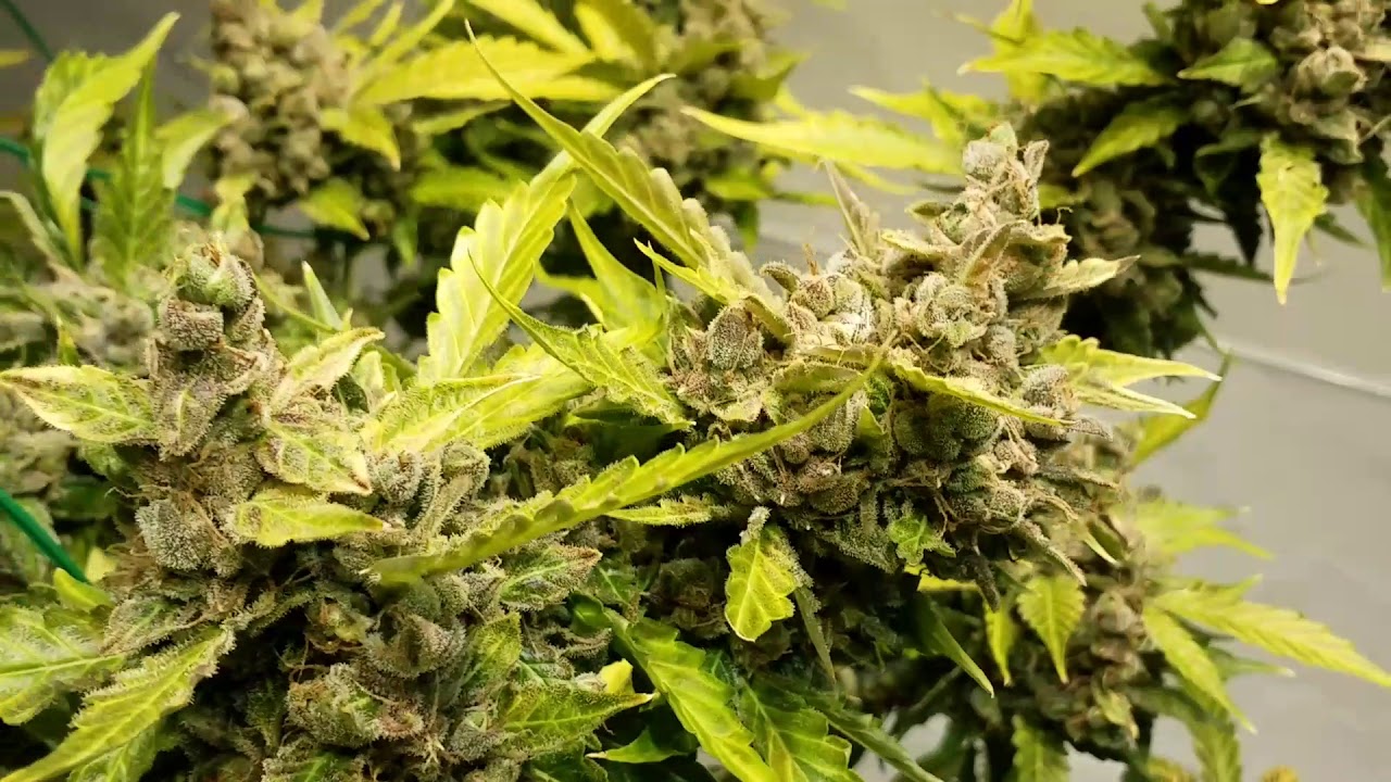 Pound Game Grow Series - Wk#9 flower - Growing Big Colorful Buds - 2 plants Dry Weight