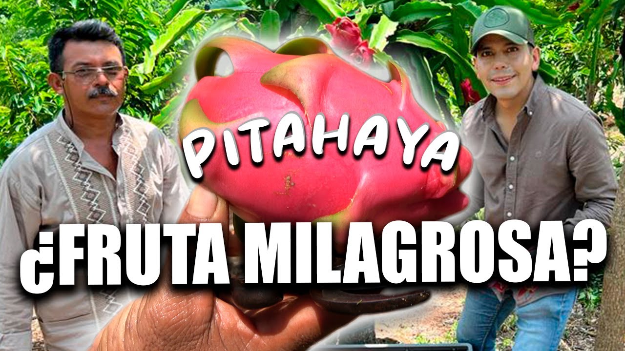 Cerca del MAR cultivan PITAHAYA UNA FRUTA MILAGROSA bondades y beneficios un cultivo JAROCHO