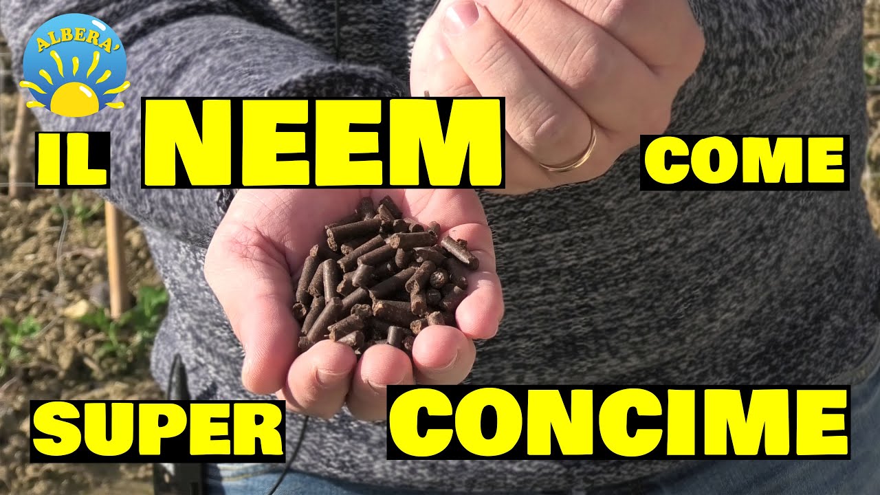 Usiamo il NEEM come POTENTE CONCIME NATURALE e INSETTICIDA (NEEM CAKE e OLIO DI NEEM)