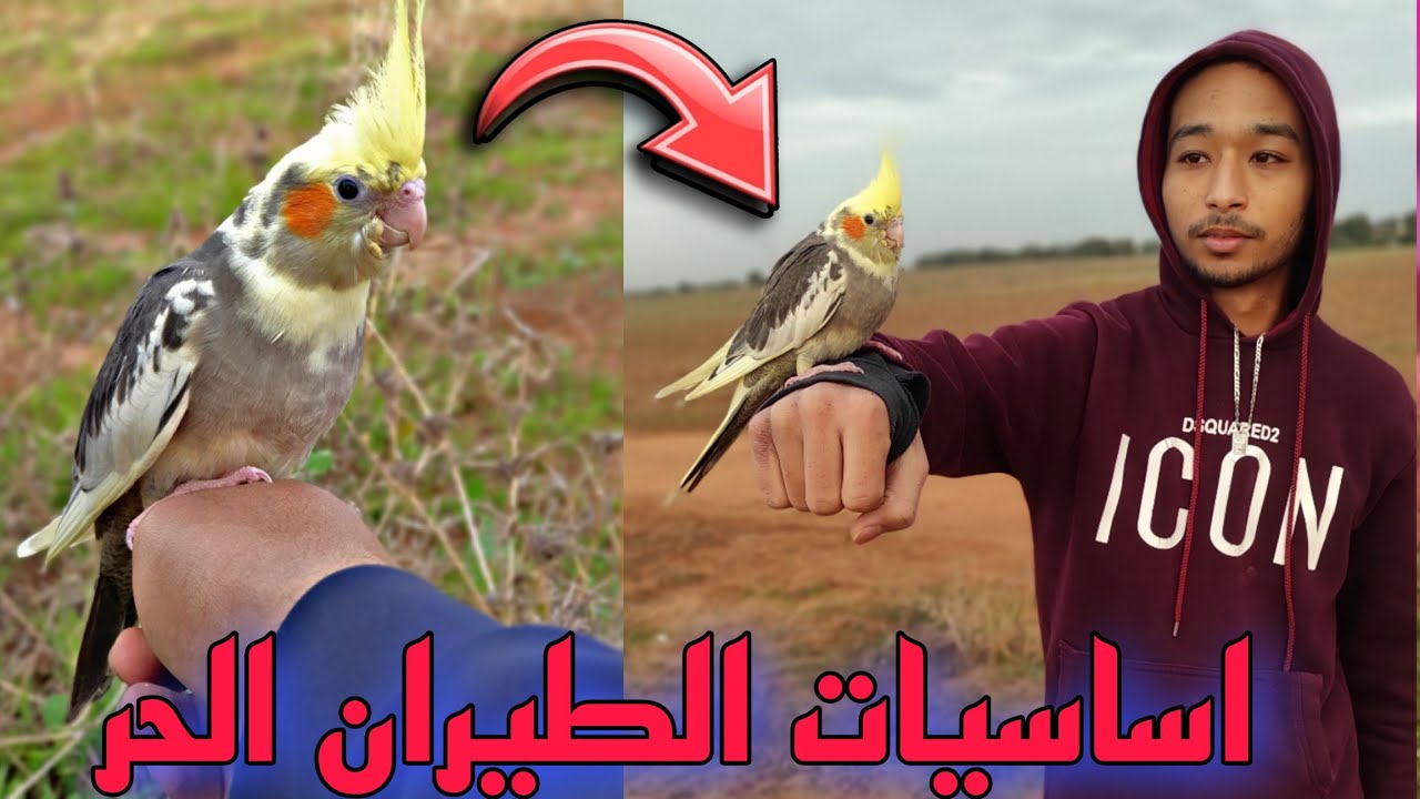 اساسيات لي تعتامد عليهم ملي تبغي تدير طيران الحر ⁉️